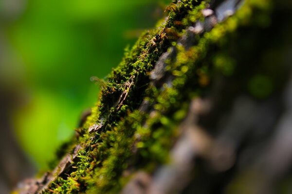 Verano, musgo y árbol en el bosque