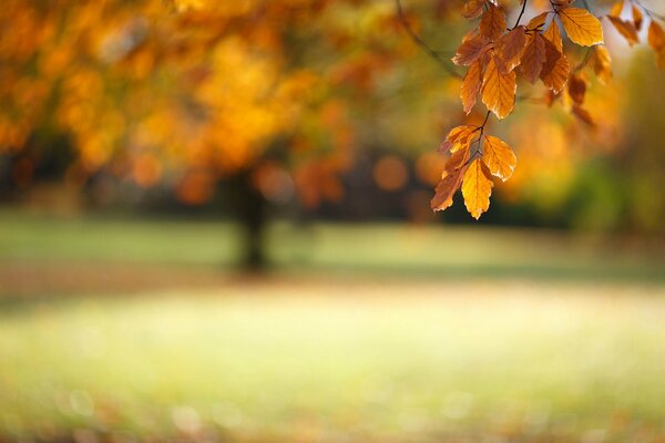 Rama de otoño con follaje