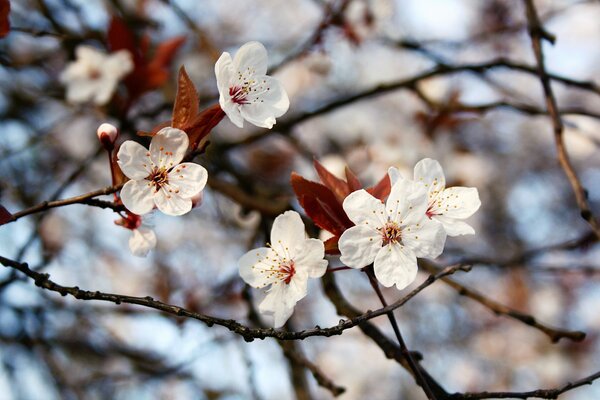 Blühende Bäume mit Blättern im Frühling