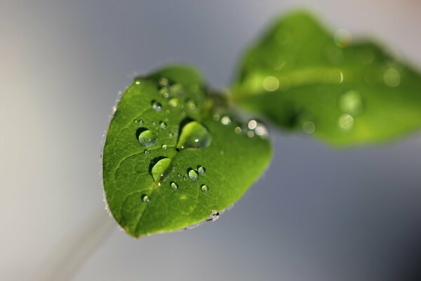 Rossa sur une fleur verte