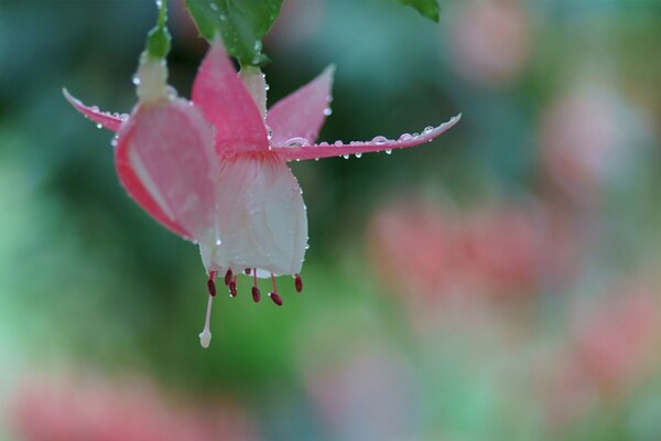 Pink flower ruddy plan