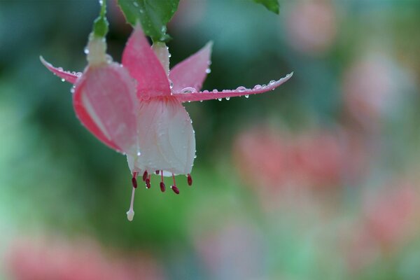 Fiore rosa piano rubicondo