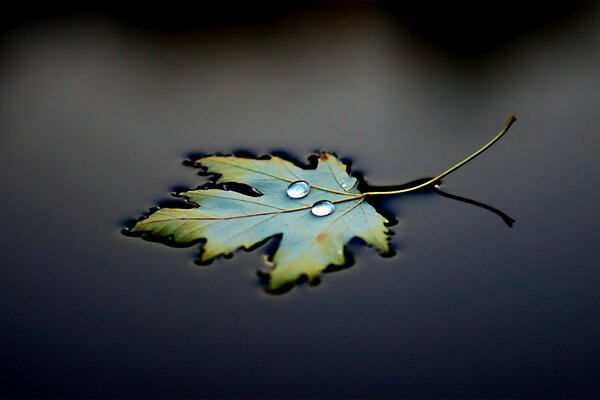 A leaf on black water with droplets