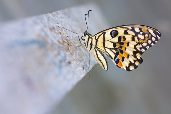Schöner Schmetterling sitzt Streifen