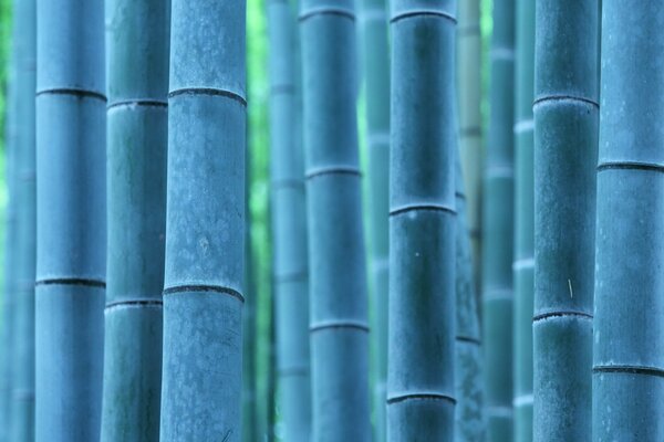 Ein Bild von blauem Bambus in der Natur