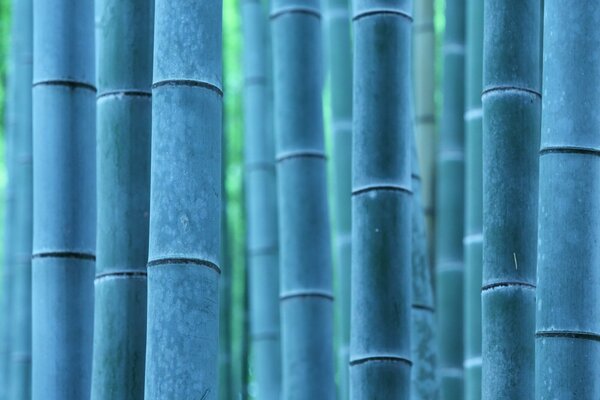 The image of blue bamboo in nature