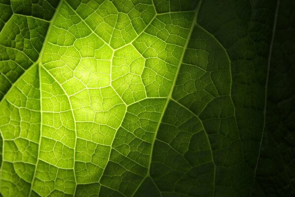 Green light on leaf veins in macro photo mode