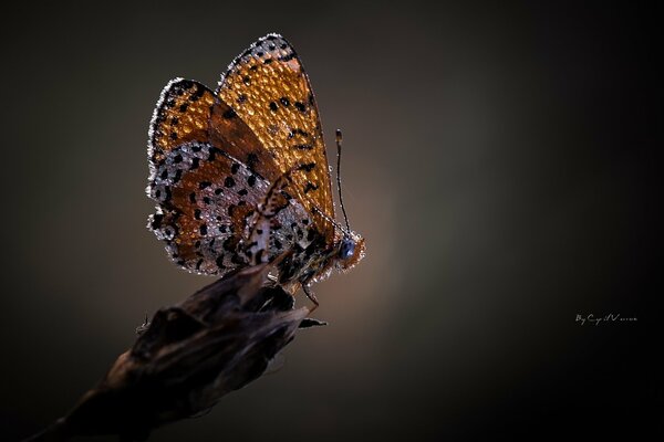 Schmetterling ist bereit zum Fliegen