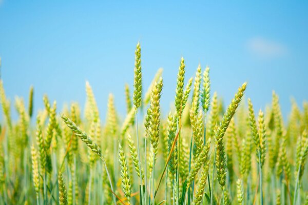 Espigas verdes frescas en el campo