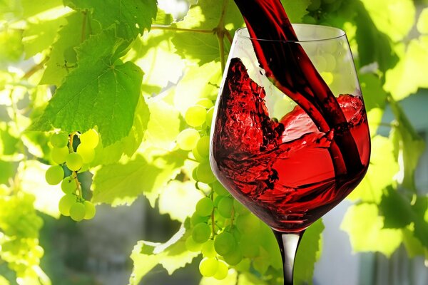 Il vino rosso viene versato in un bicchiere