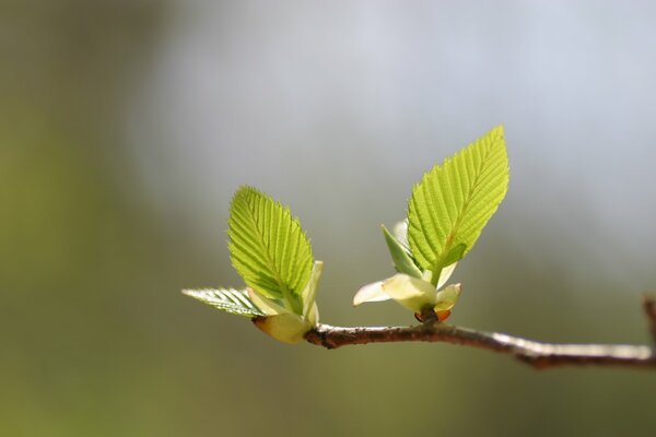 Frühling. die Nieren blühen auf. grüne Blätter