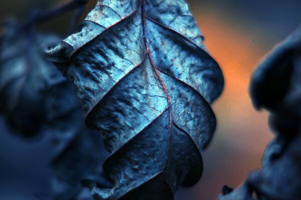 Primo piano di foglie secche blu