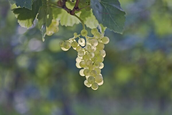 Grappes de raisins baies savoureuses