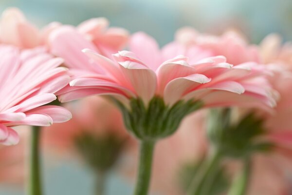 Pink gerberas macro photography