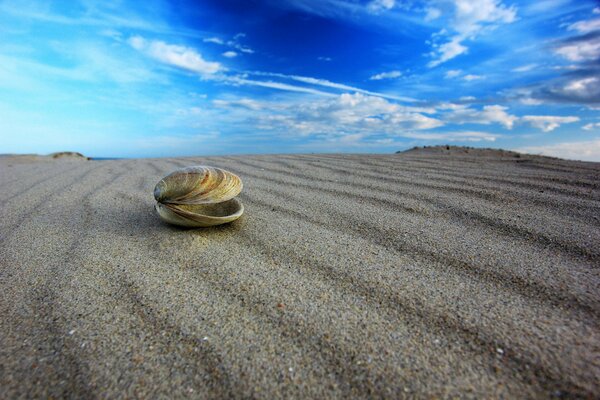 Coquillage sur le sable avec un ciel bleu sur gros plan