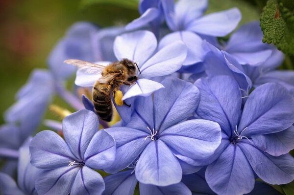Flores de color lila sentado abeja