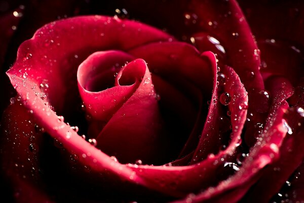 A burgundy rose bud with drops on the petals