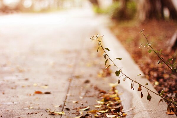 Planta solitaria en la calle de otoño