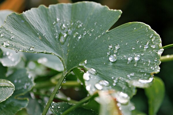 Tautropfen auf den Blättern nach dem Regen