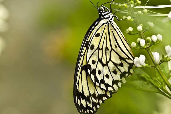 Ein Schmetterling sitzt auf weißen Blüten