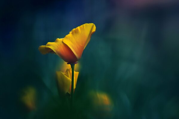 Fleur jaune dans la solitude
