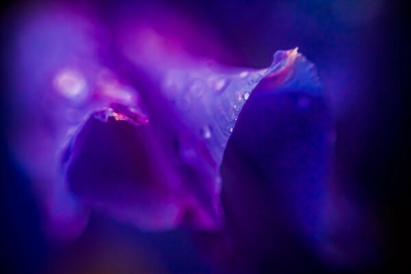 Purple flower in dew drops