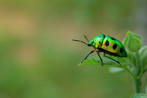 Escarabajo verde con manchas negras sentado en una hoja en una fotografía macro