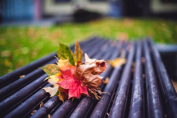 Stimmungsunschärfe es ist Herbst, die Blätter fallen