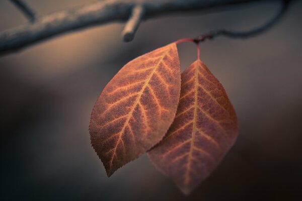 Fotografía macro del follaje de otoño. Dos hojas en una rama