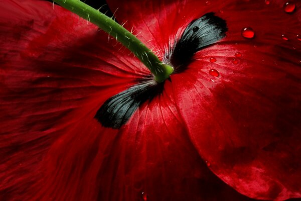 Red poppy flower with green stem and beautiful petals