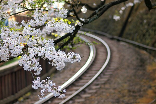 Ramo di fiori di ciliegio sopra la ferrovia