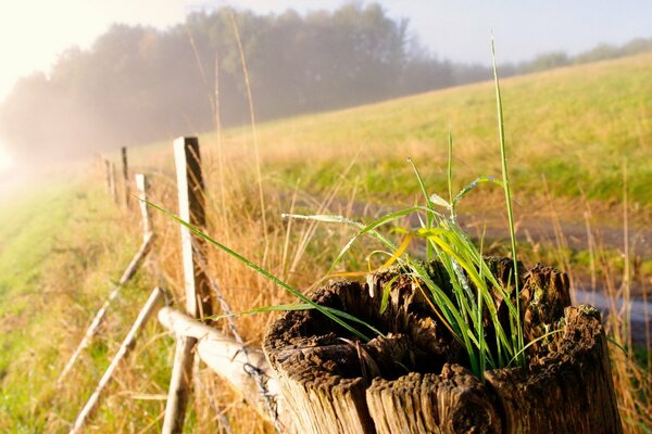 Vieille haie près d un champ de blé