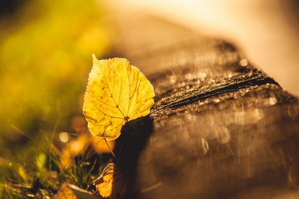 A leaf in the grass autumn highlights