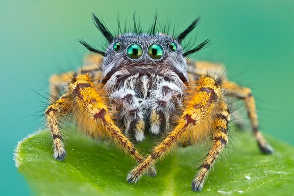 Imagen macro de la araña peluda