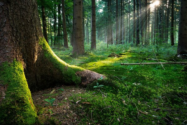 Arbres de la forêt vert juteux et de l herbe dans les premiers rayons du soleil