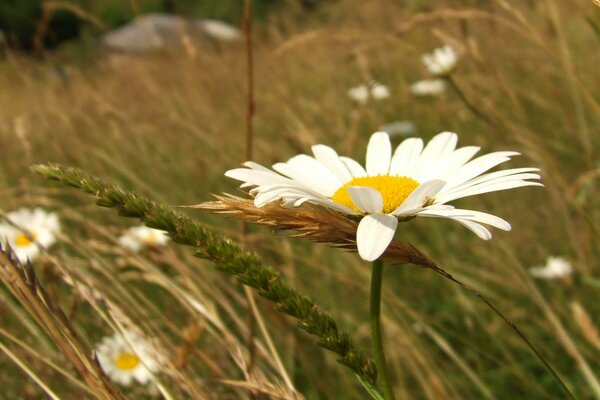 Large chamomile in the grass