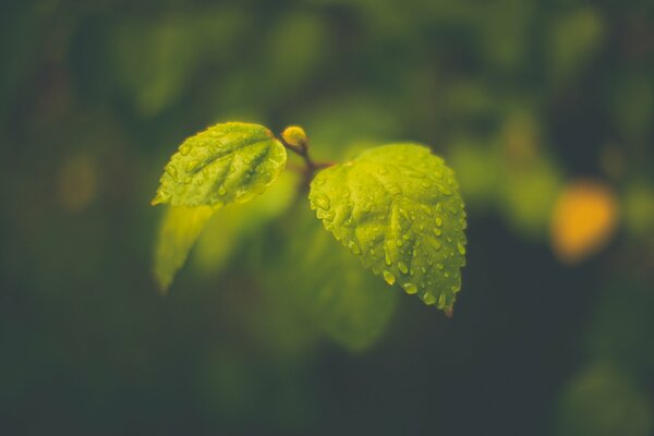 Macro of green leaves and a dewdrop