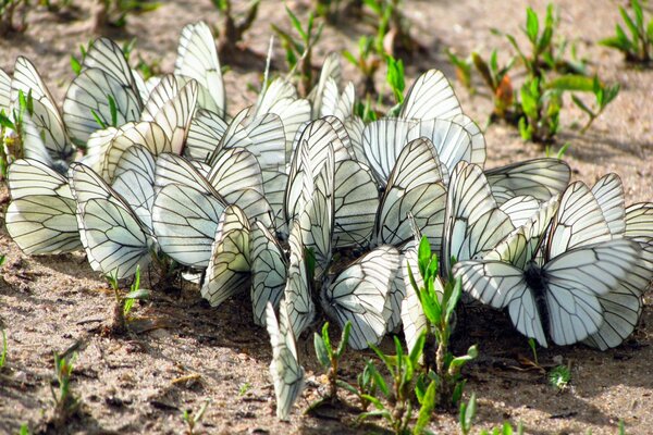 Babes mariposa polilla bandada