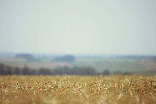 Beautiful wheat field in autumn