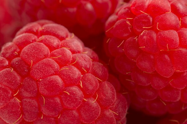 Makro von Himbeerbeeren