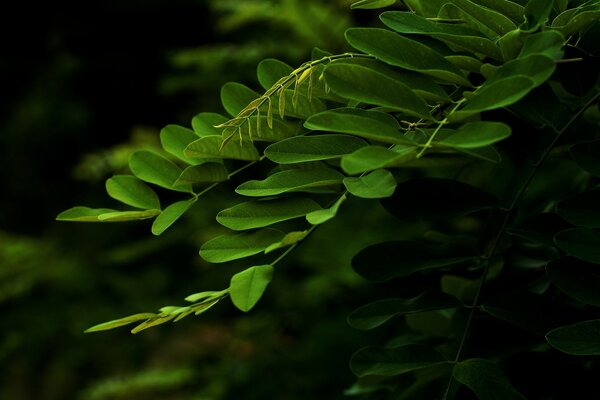 Delicate green acacia leaves