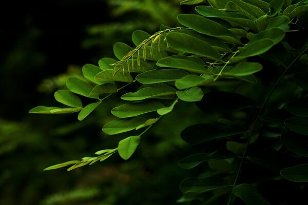 Нежные зелёные листья акации