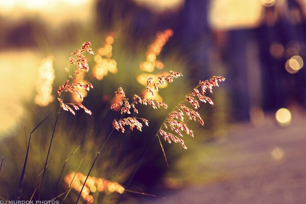 Prise de vue avec effet bokeh d herbe au coucher du soleil