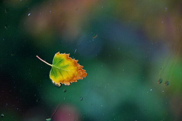 L automne est arrivé. Feuille à l extérieur de la fenêtre et la pluie