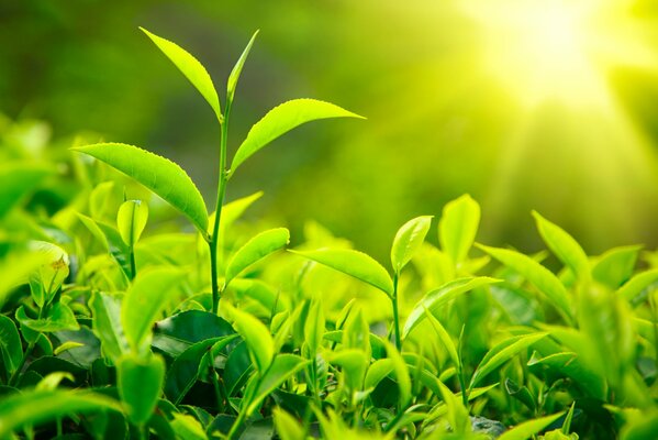 Fond avec l image de l herbe verte