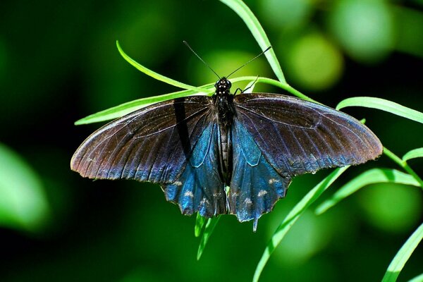 Ein schöner Schmetterling sitzt auf einem Grashalm