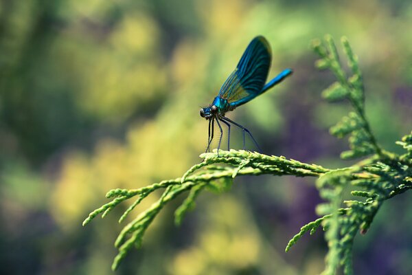 Fotografia macro di una libellula blu su un ramo