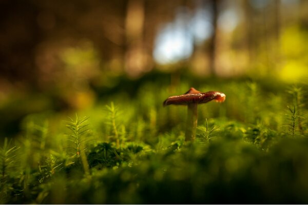 Champignon solitaire sur la clairière de la forêt