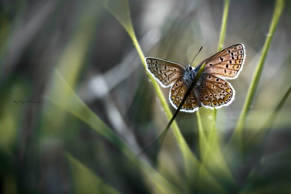 Macro. A butterfly flies in the grass