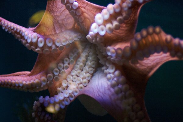 Poulpe découvert avec des tentacules dans la mer